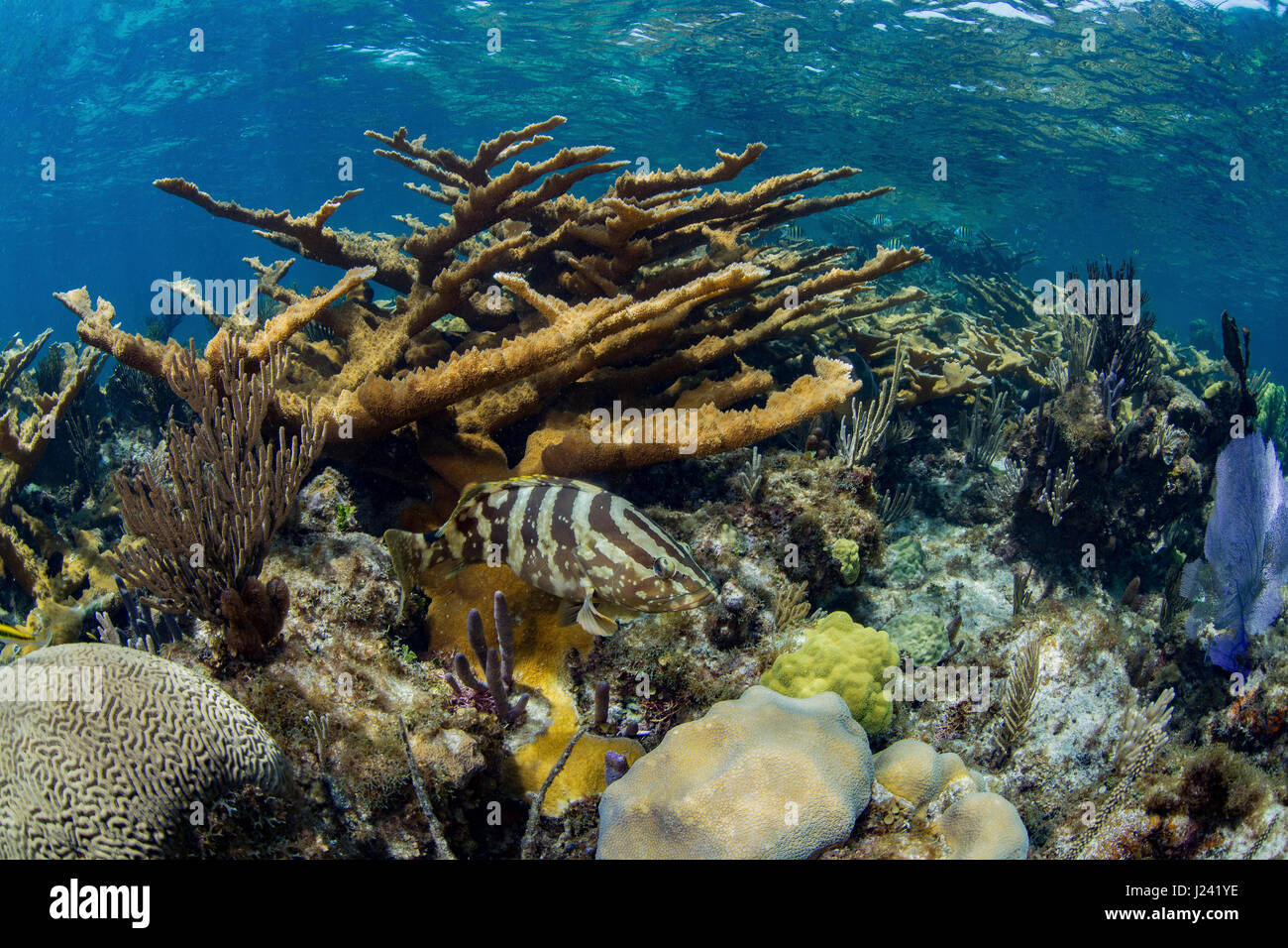 Mérou sur coral reef Banque D'Images