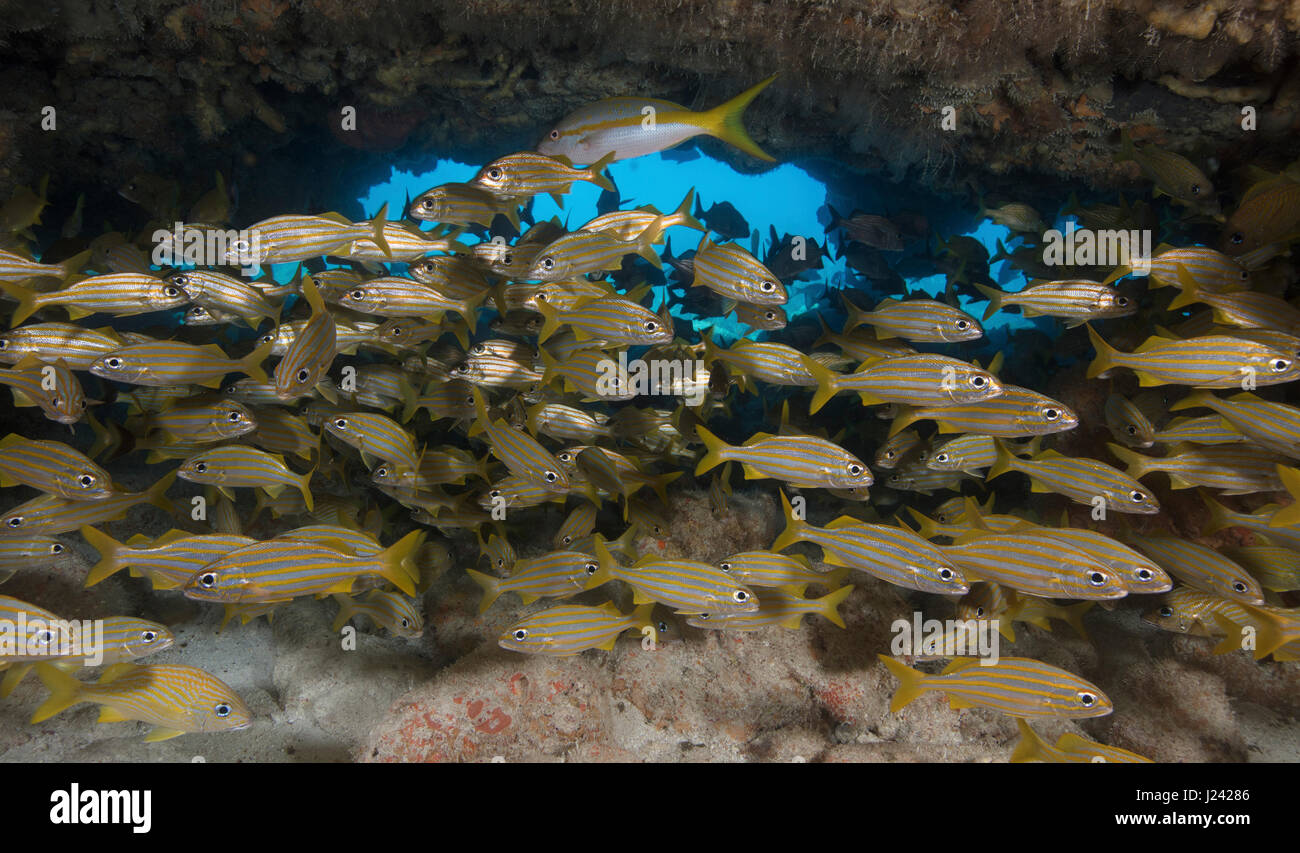 Une grande école de l'Achigan à petite bouche grunts comble une nage à travers à un site de plongée connu sous le feu des grottes de corail. Banque D'Images
