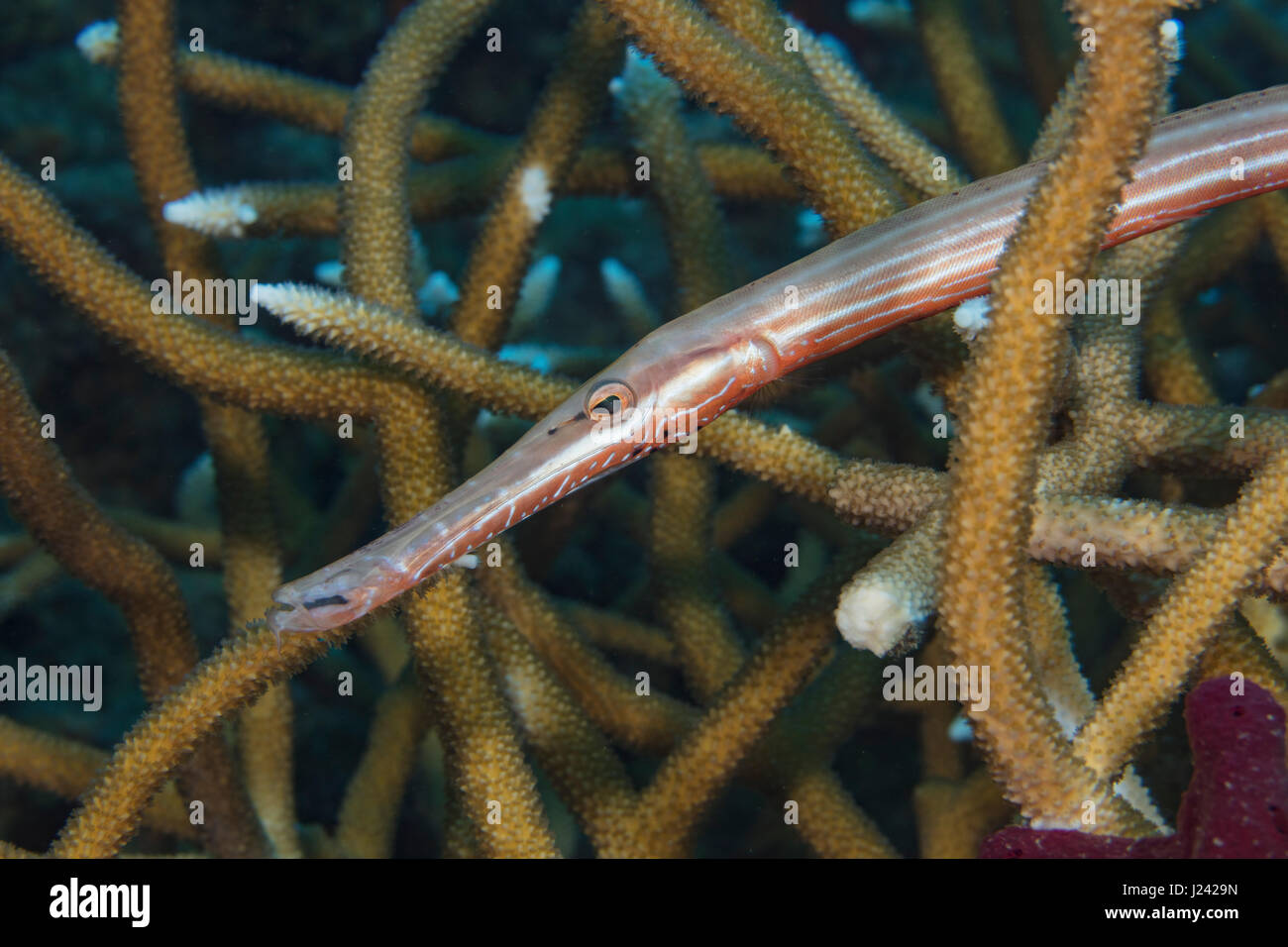 Poissons-trompette tente de se cacher dans la forêt de corail Staghorn. Banque D'Images