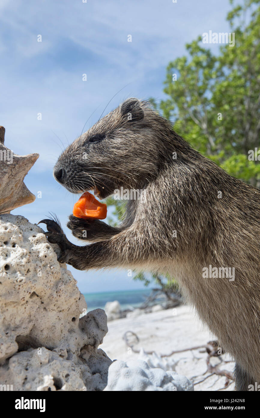 Un Desmarest's hutia mange un morceau de fruit sur une plage de sable à Cuba. Banque D'Images