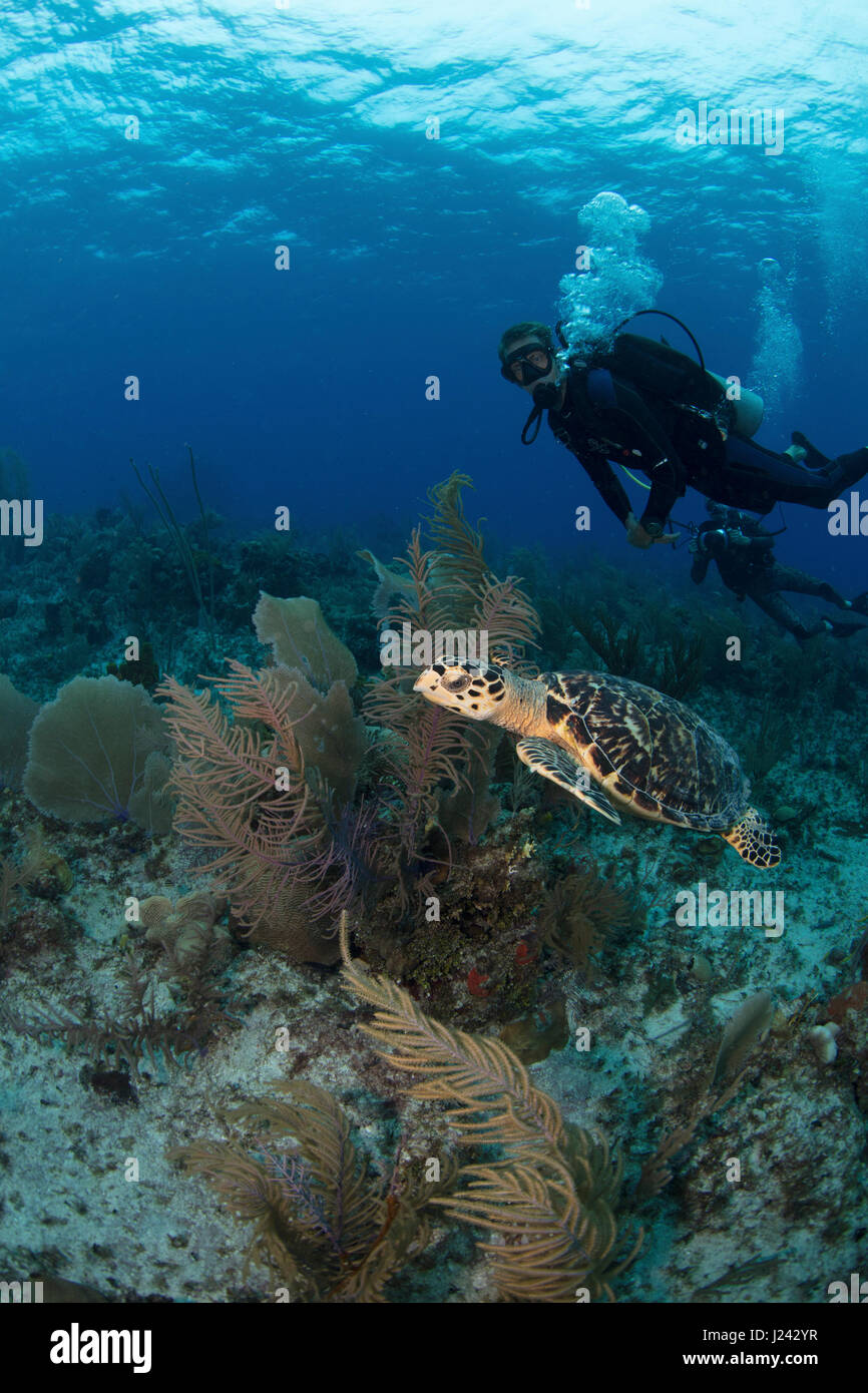 Les plongeurs d'observer une tortue dans les Îles Caïmans Banque D'Images