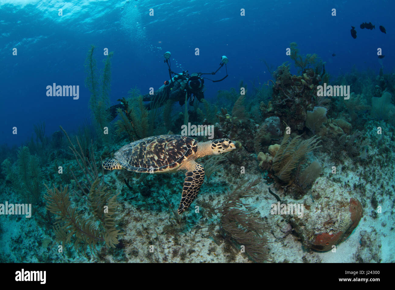 Photographe sous-marin de la capture d'un shot d'une tortue dans les îles Caïmanes Banque D'Images