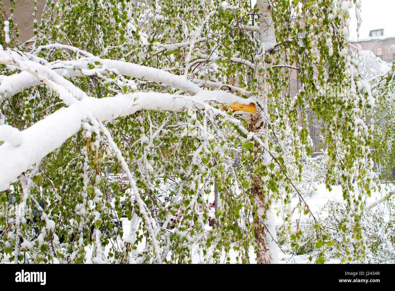 Arbre brisé sous la neige Banque D'Images