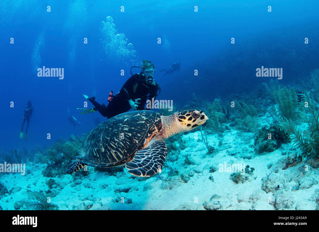 La tortue imbriquée avec scuba diver Banque D'Images