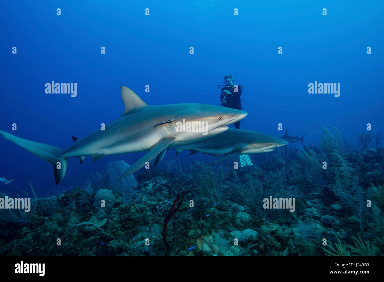 Plongeur avec requin de récif des Caraïbes. Banque D'Images