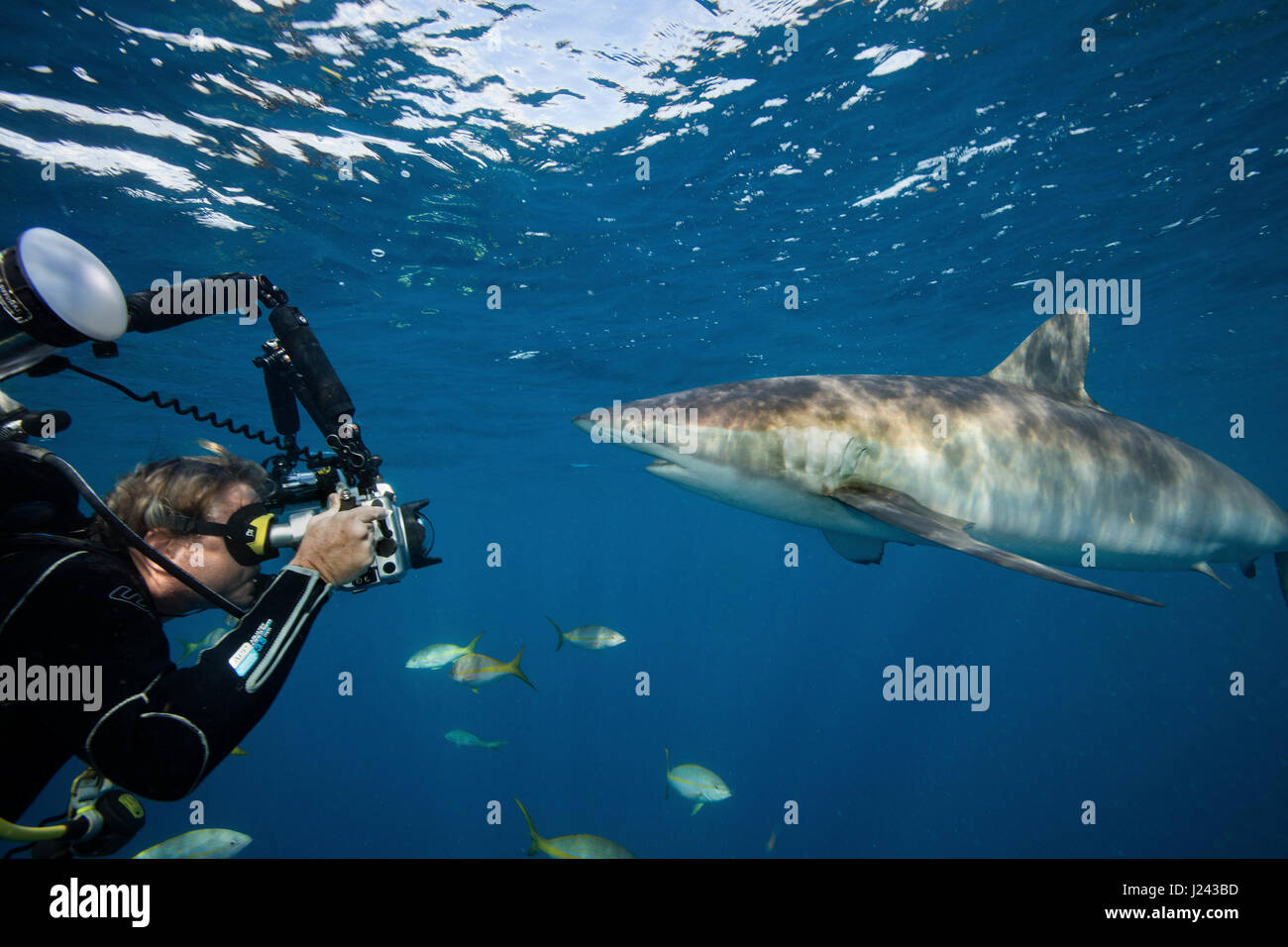 Photographe sous-marin avec le requin soyeux. Banque D'Images