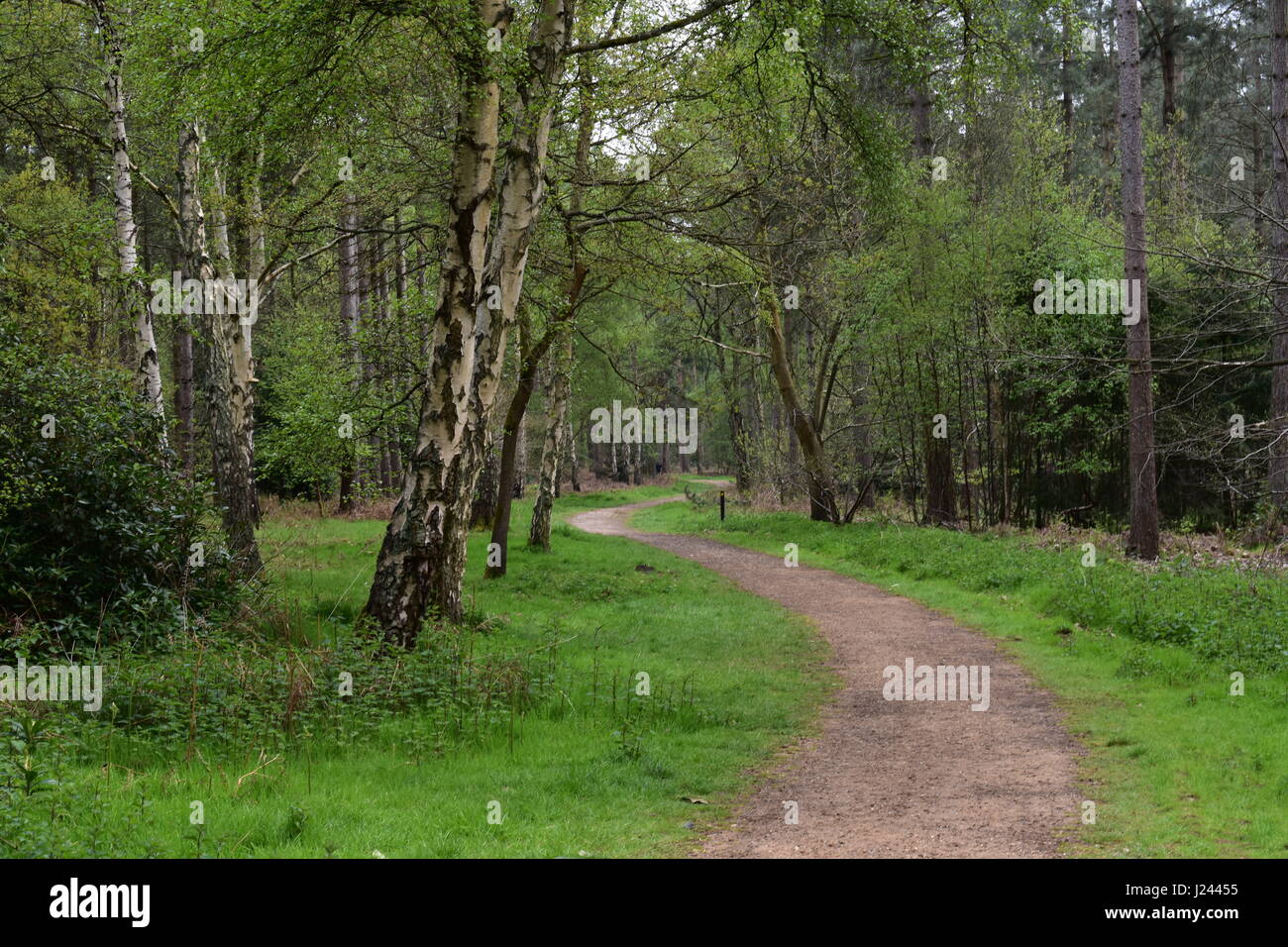 Chemin sinueux entre forêt à Sandringham Country Park, Sandringham, Norfolk, Royaume-Uni Banque D'Images