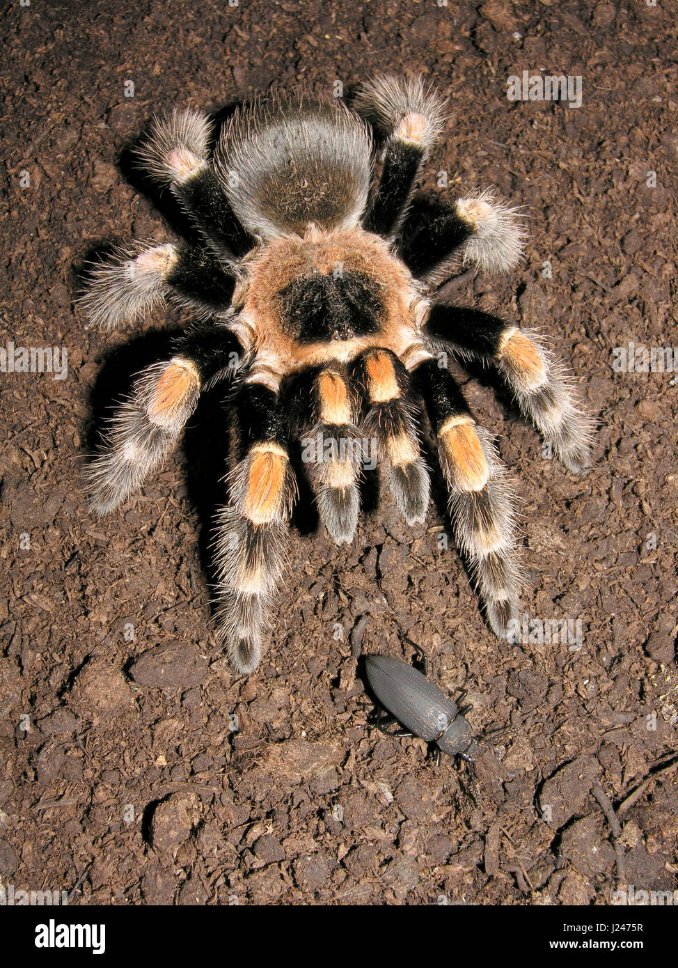 Mexican Red Knee Tarantula Banque D'Images