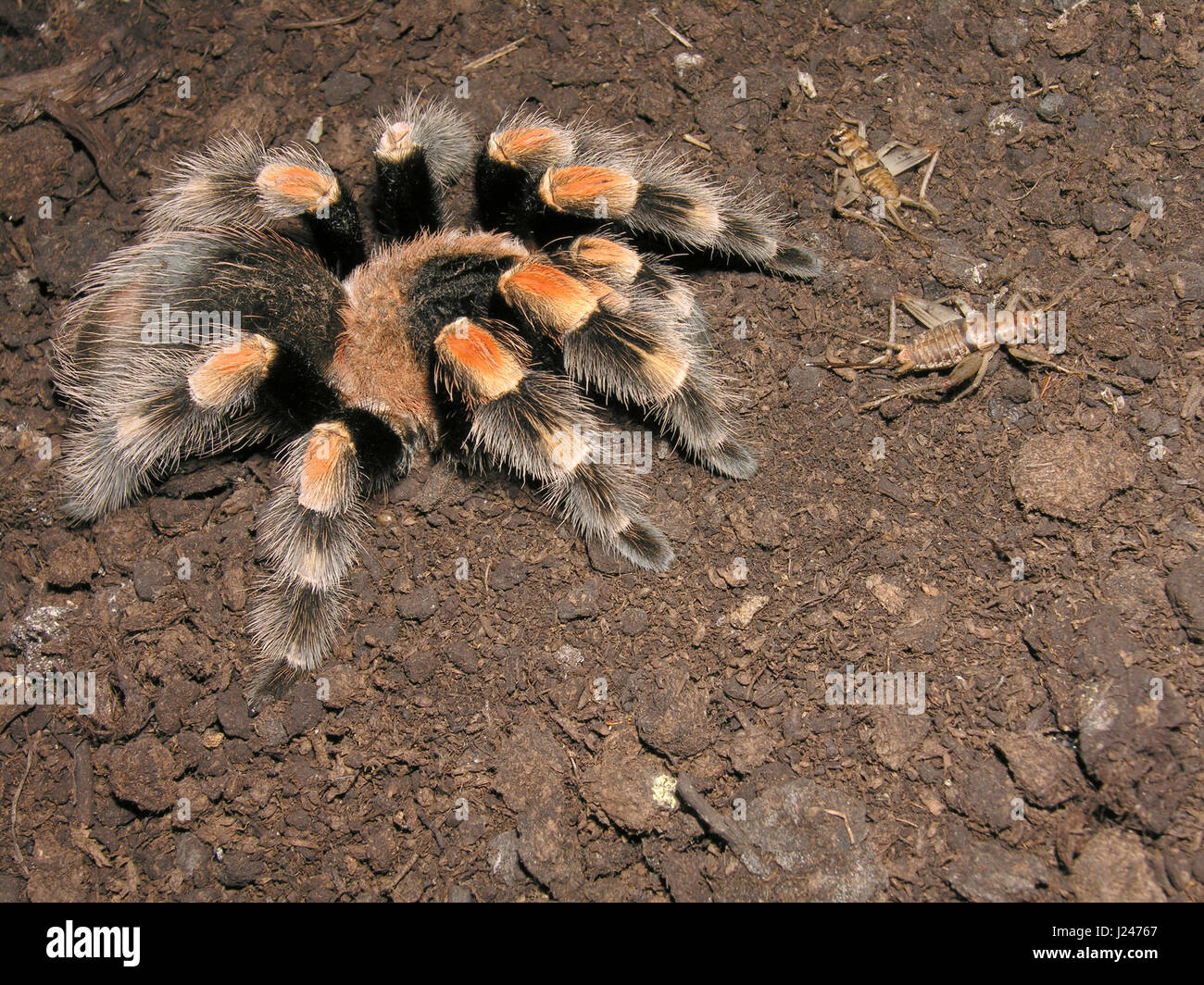 Mexican Red Knee Tarantula Banque D'Images