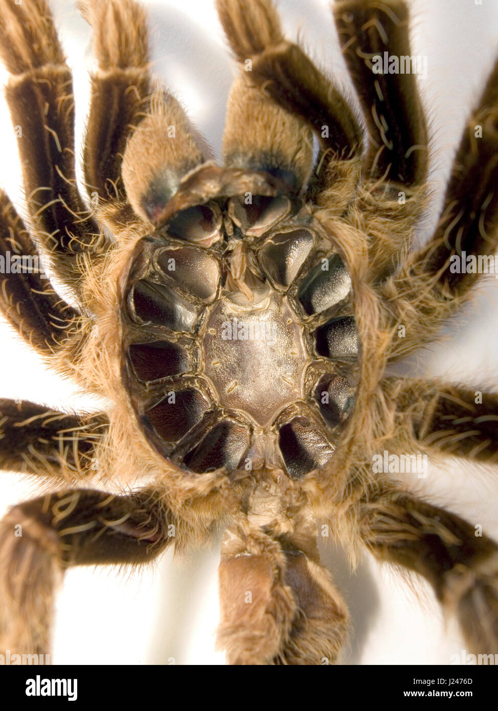 Curlyhair Tarantula Banque D'Images