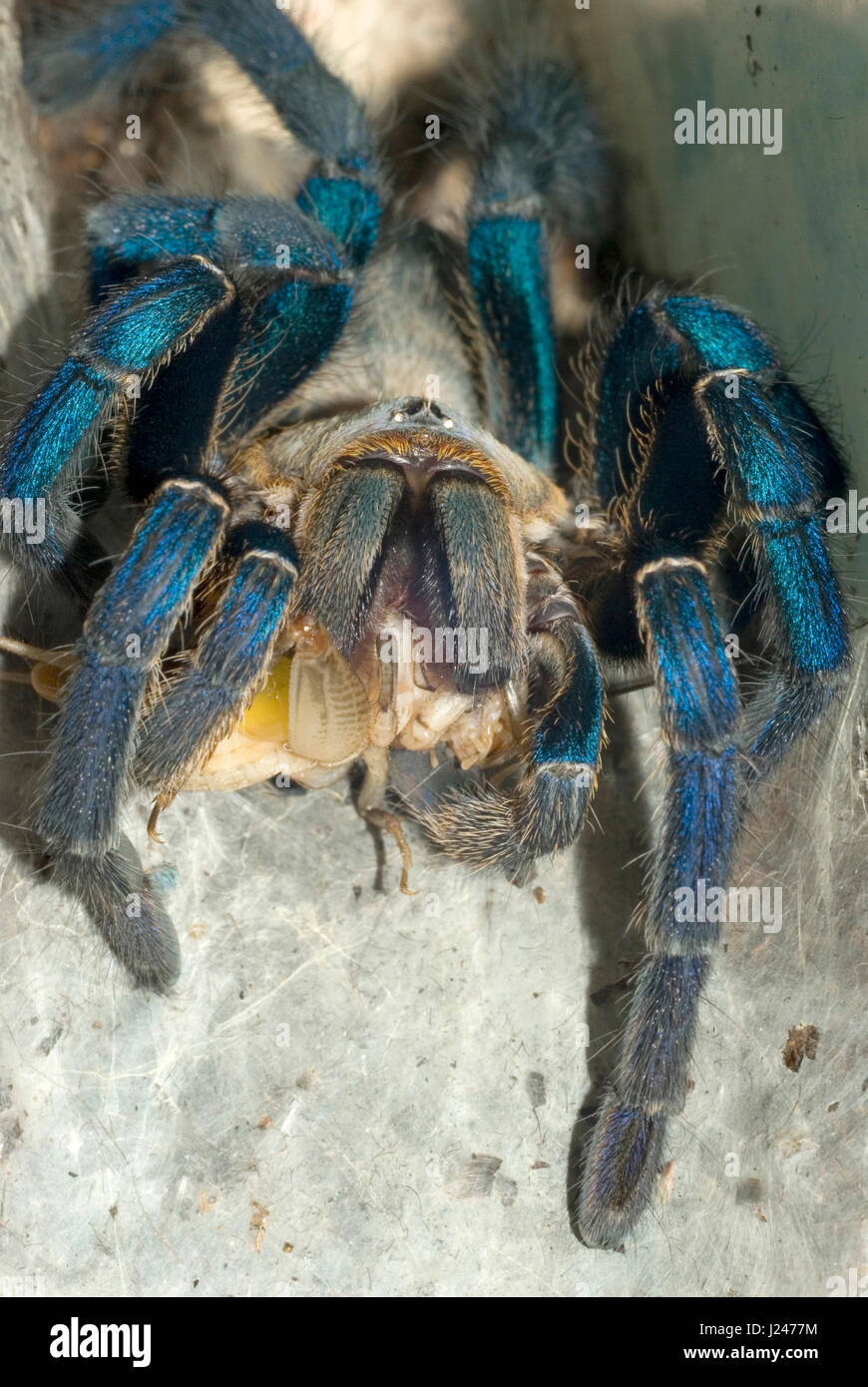 Le bleu de cobalt Tarantula Banque D'Images