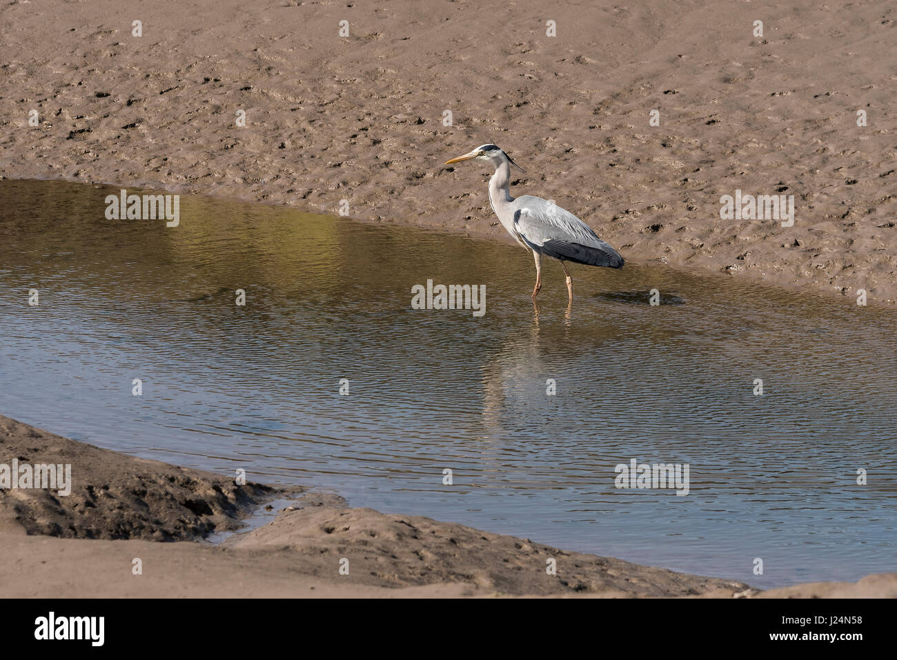 Héron au bassin de marée sur la rivière Lune. Banque D'Images