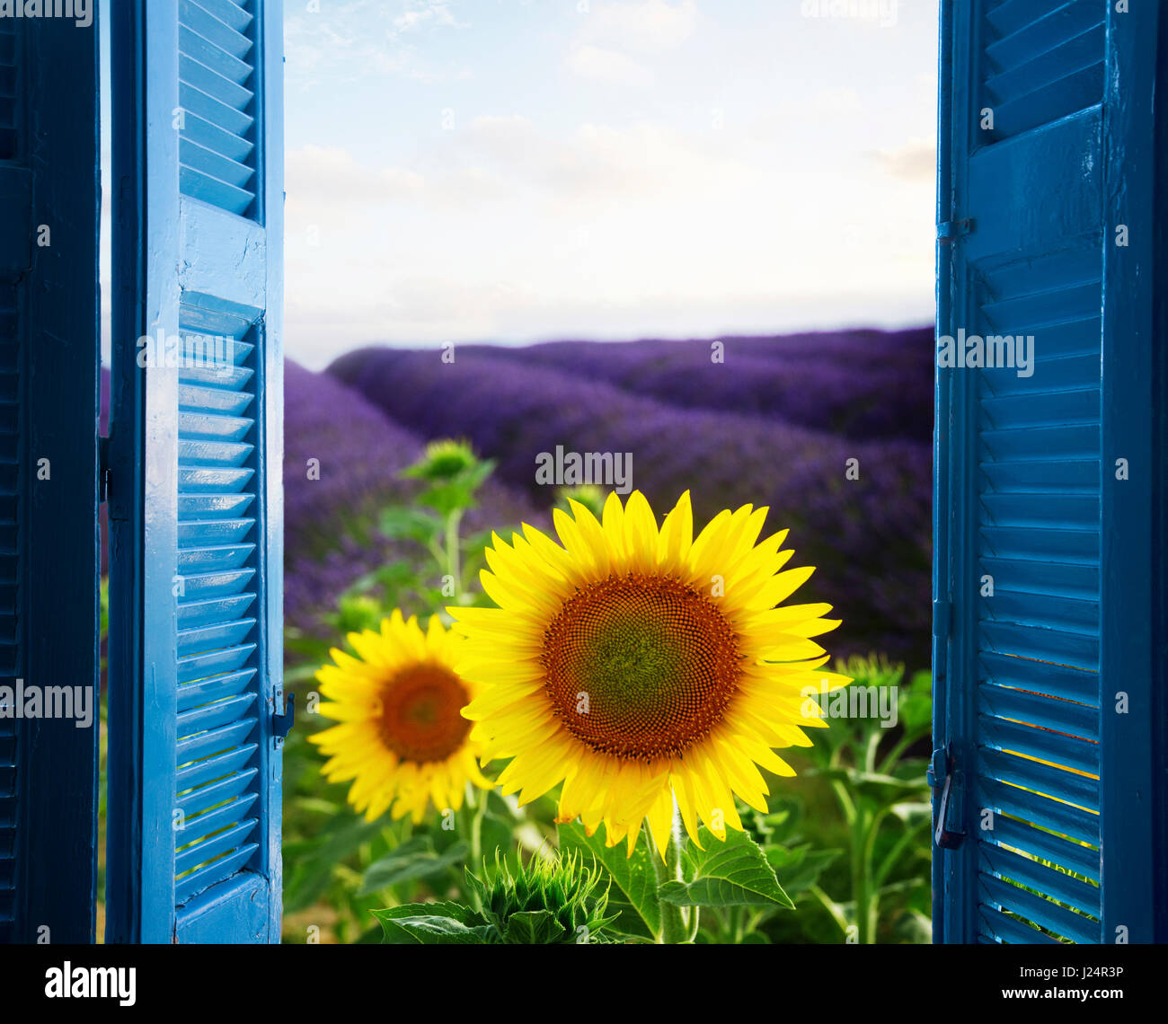 Fenêtre pour champ de lavande Banque D'Images