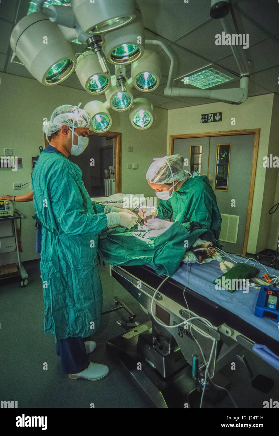 Médecins Vétérinaires, effectuer une opération sur un chat à la Croix Bleue, Animal Hospital, Victoria, London, Royaume-Uni Banque D'Images