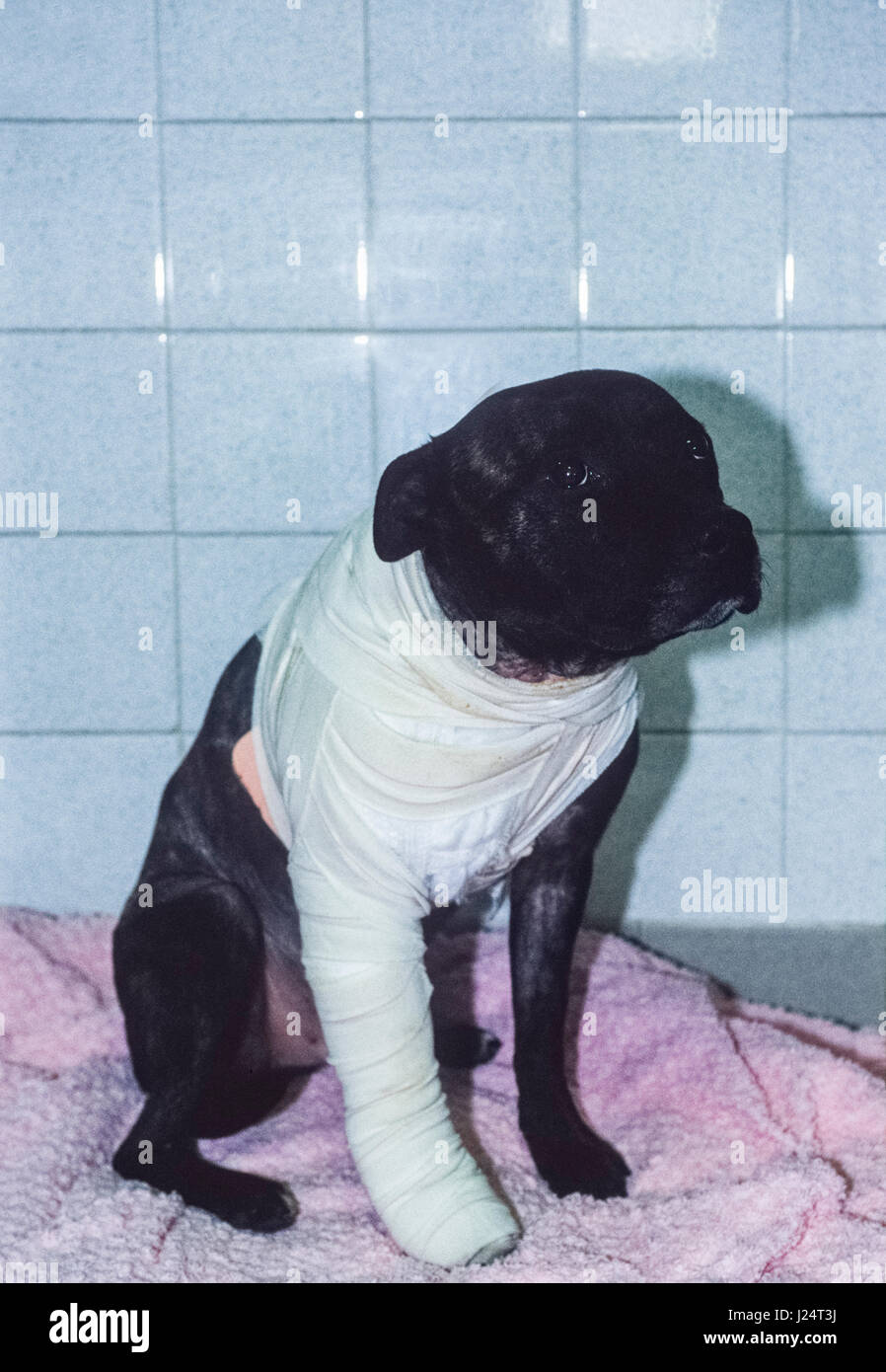 Staffordshire Bull Terrier chien (Canis lupus familiaris ou Canis familiaris), blessé après avoir combattu avec un autre chien, Blue Cross Animal Hospital Banque D'Images