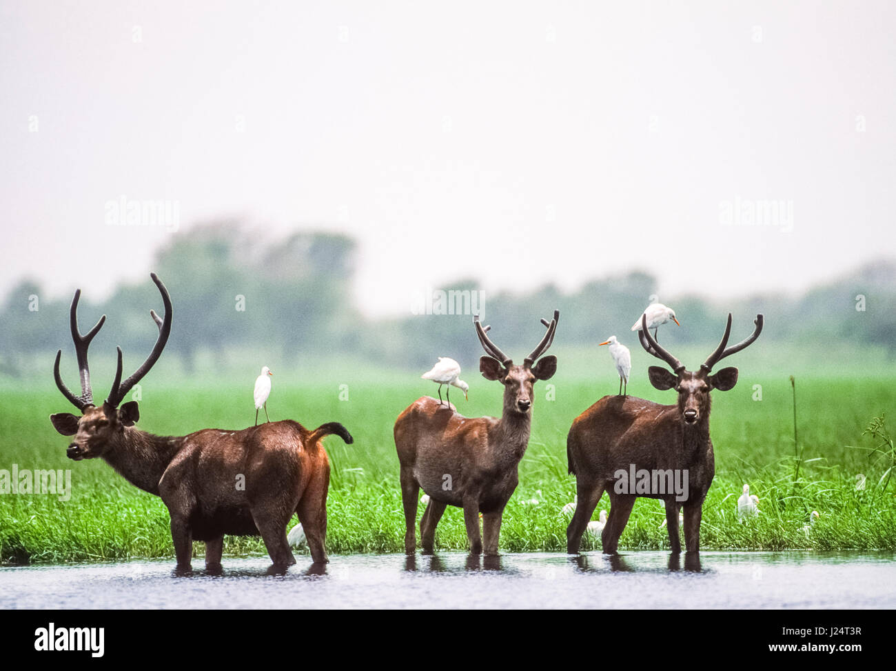 Cerfs Sambar, stag (Rusa unicolor), dans les zones humides de l'habitat, le parc national de Keoladeo Ghana, Bharatpur, Rajasthan, Inde Banque D'Images