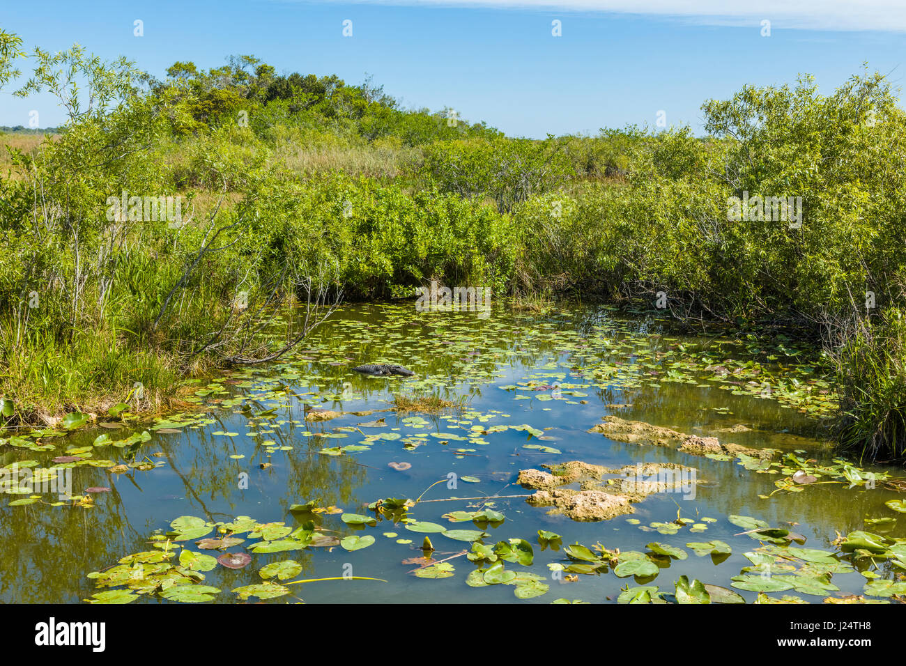 Le Sawgrass marsh le long de l'anhinga Trail populaire au Royal Palms Visitor Center dans le parc national des Everglades en Floride Banque D'Images