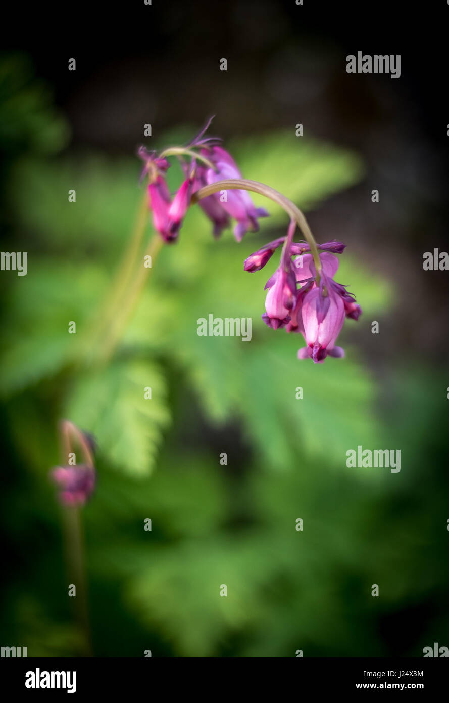 Au coeur du Pacifique violet / western bleeding heart (Dicentra formosa) w/ Lavande fleurs en forme de cœur et soft-focus contexte de feuilles Banque D'Images