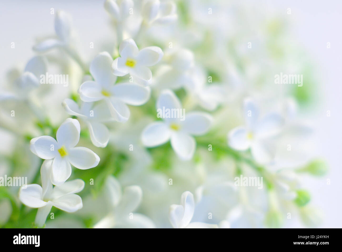 Blanc de printemps de l'amour fleur fond romantique. Blooming fleurs délicates. Pétales printemps propre. Dynamique douce fleur fraîche. Inspir positif lumineux Banque D'Images