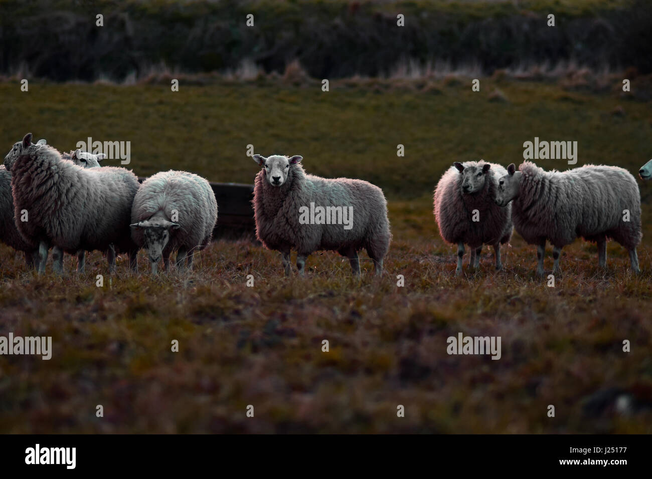 Un troupeau de moutons dans un champ en Angleterre, Royaume-Uni Banque D'Images