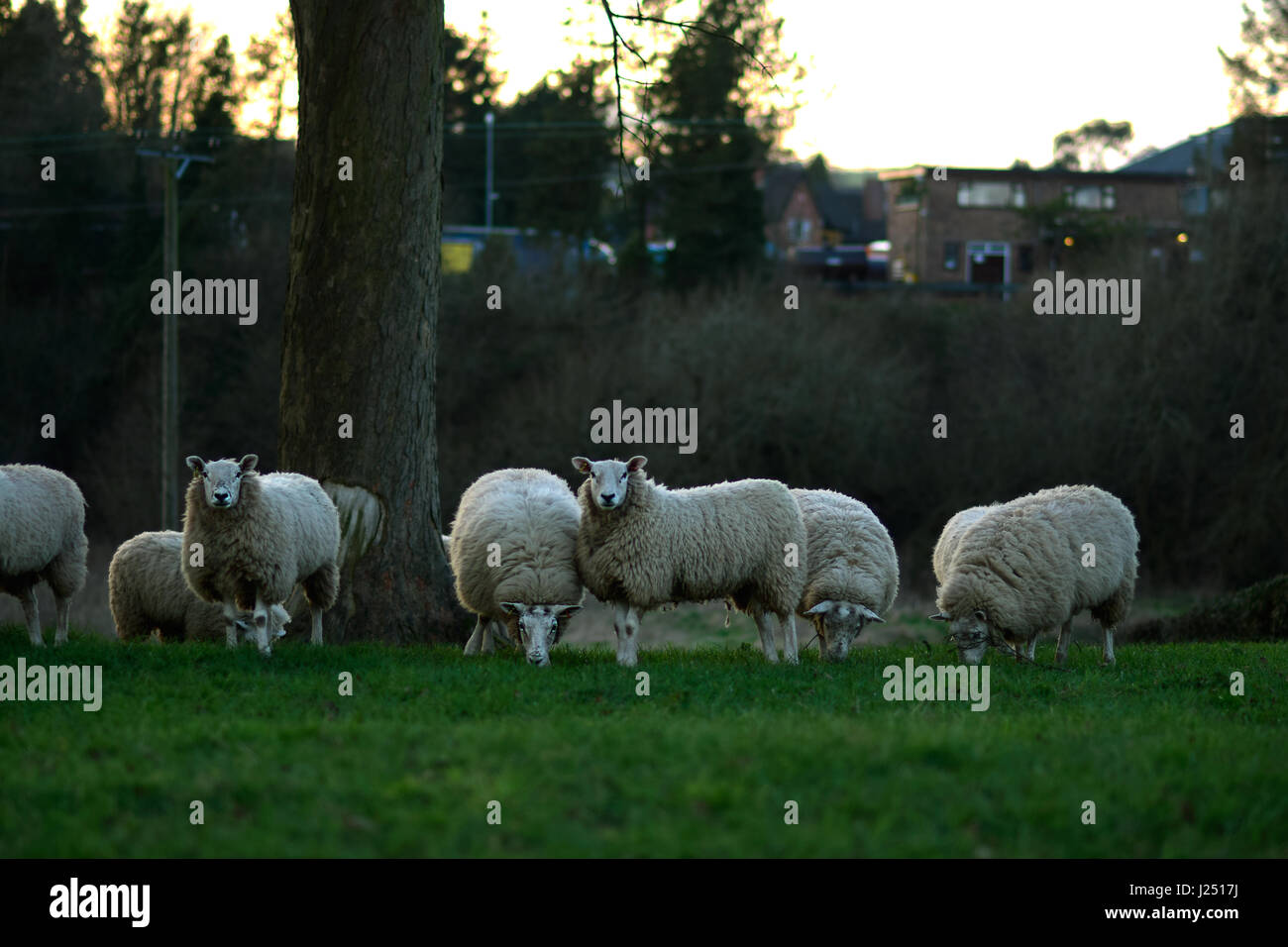 Un troupeau de moutons dans un champ en Angleterre, Royaume-Uni Banque D'Images