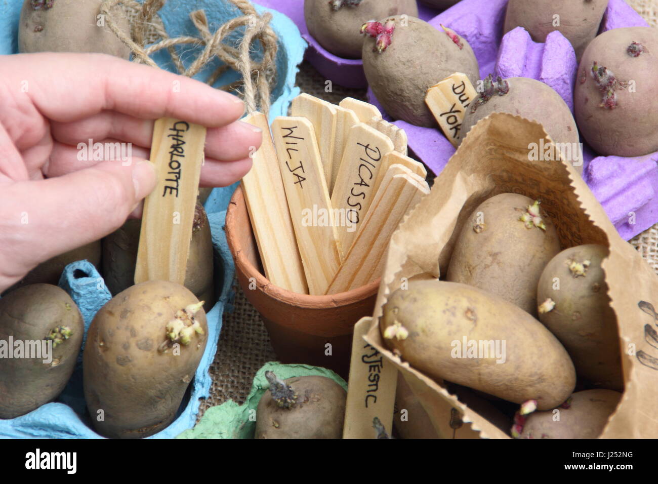 Les pommes de terre de semence d'étiquetage jardinier homme chitting variétés à egg fort à l'intérieur, afin d'encourager une forte avant de les planter en germes dans le jardin potager Banque D'Images