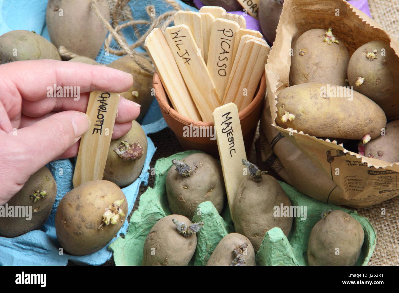 Les pommes de terre de semence d'étiquetage jardinier homme chitting à egg fort dans l'intérieur, afin d'encourager une forte avant de les planter en germes dans le jardin potager Banque D'Images
