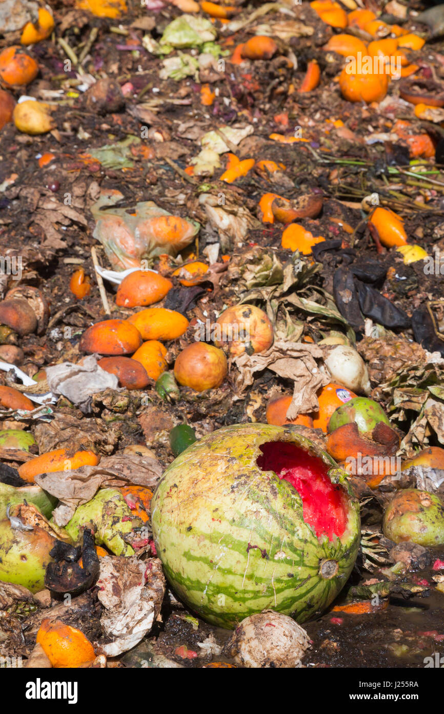 Tucson, Arizona - Le Compost les chats, une organisation étudiante de l'Université de l'Arizona, les composts de déchets alimentaires de la ville de Tucson, la détournant de landf Banque D'Images