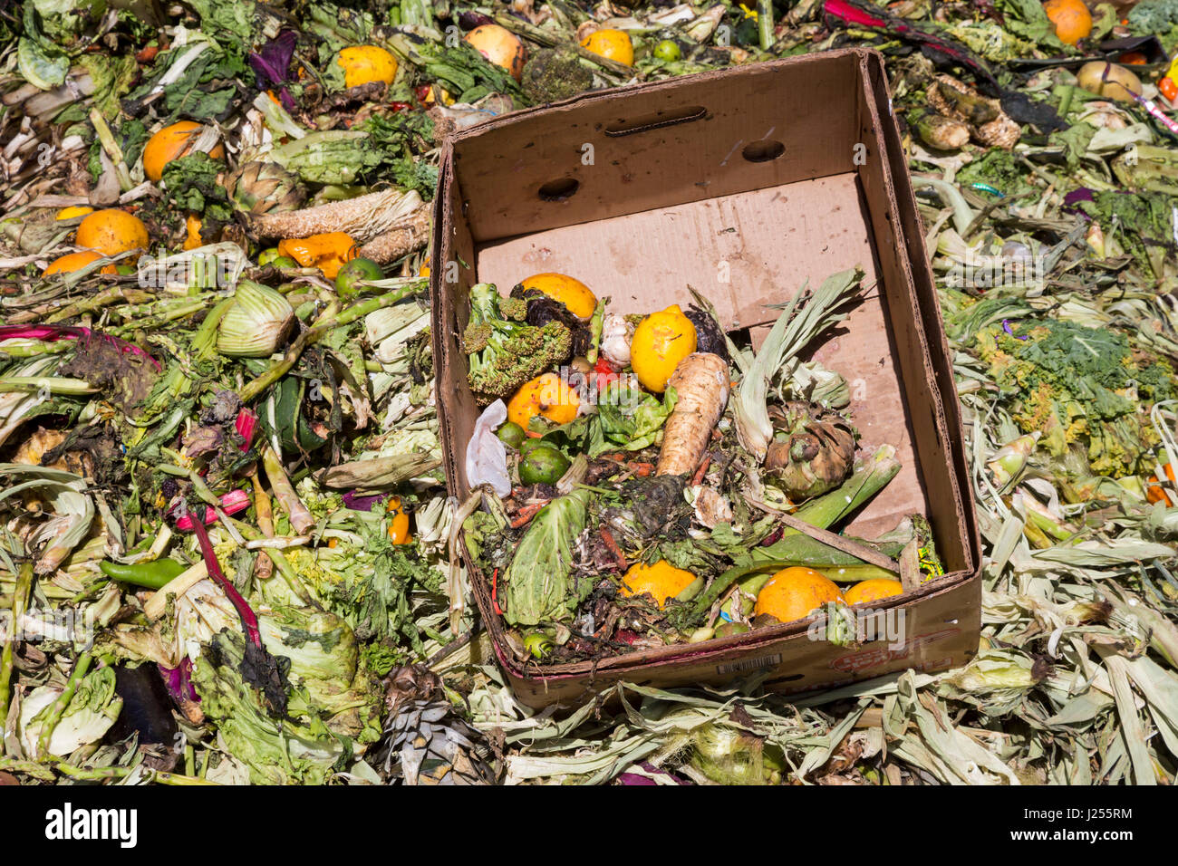 Tucson, Arizona - Le Compost les chats, une organisation étudiante de l'Université de l'Arizona, les composts de déchets alimentaires de la ville de Tucson, la détournant de landf Banque D'Images