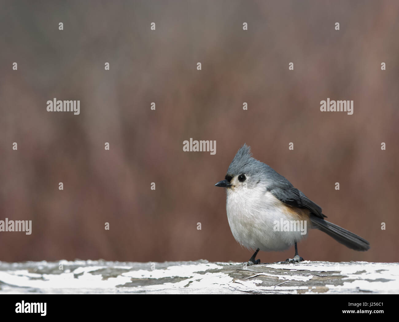 Daisy flower de derrière Banque D'Images