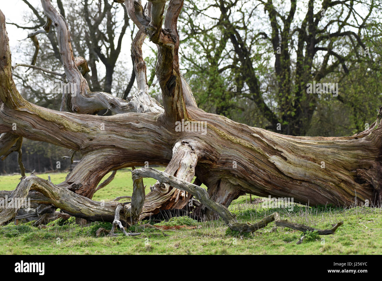Arbre tombé mort pourrir sur rez-de-Bretagne Uk Banque D'Images