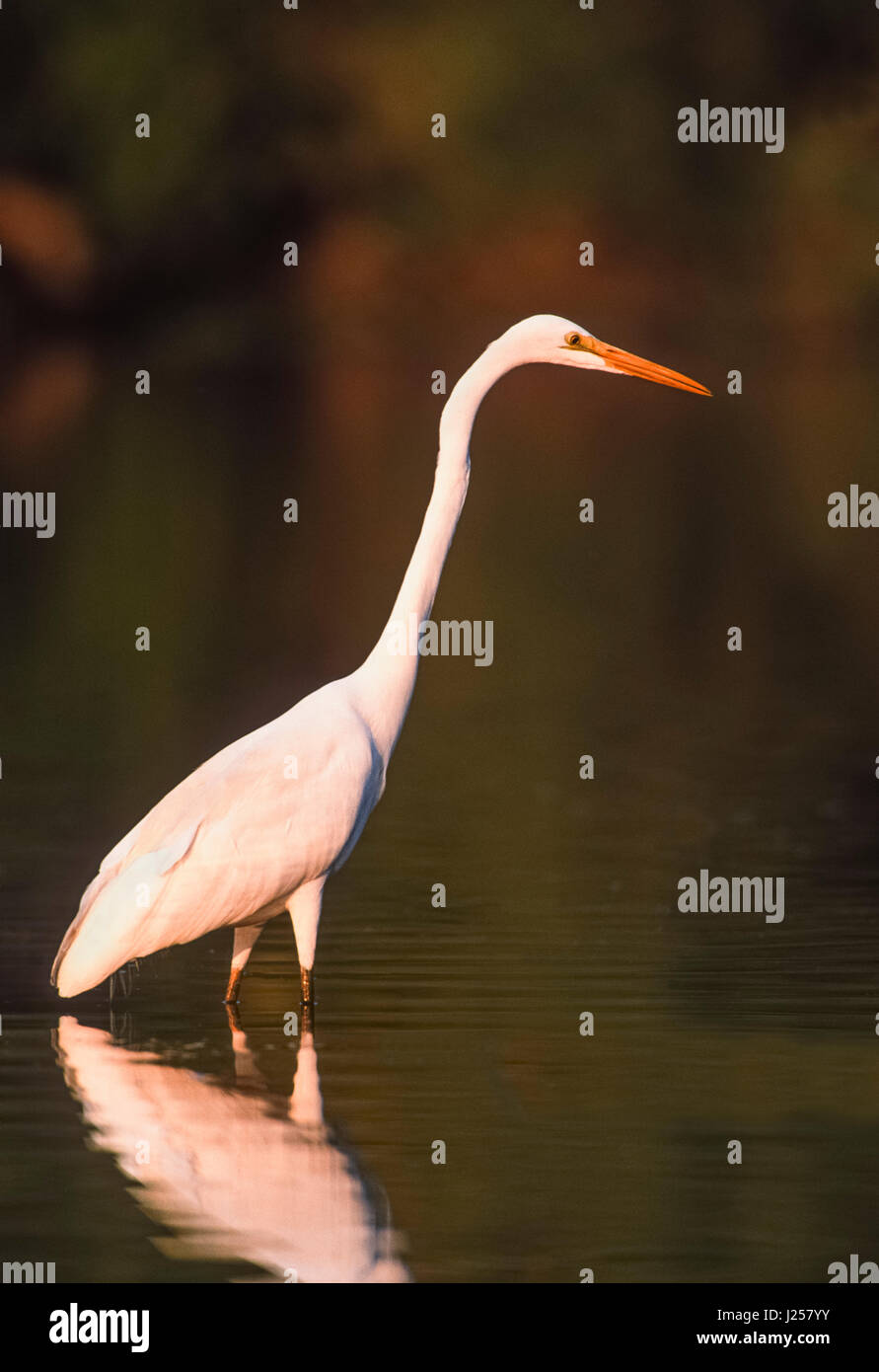 Grande Aigrette (Ardea alba), la pêche dans les zones humides, le parc national de Keoladeo Ghan, Bharatpur, Rajasthan, Inde Banque D'Images