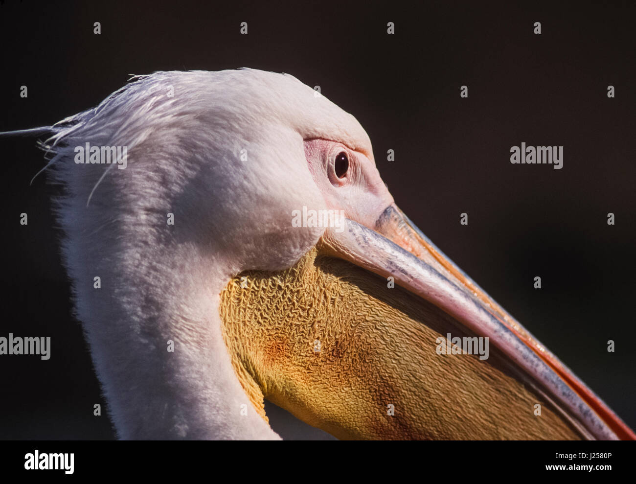 Grand Pélican blanc (Pelecanus onocrotalus), connu sous le nom de la Rose, Blanc de l'Est ou le pélican blanc, chef détail/BEC, Bharatpur, Inde Banque D'Images