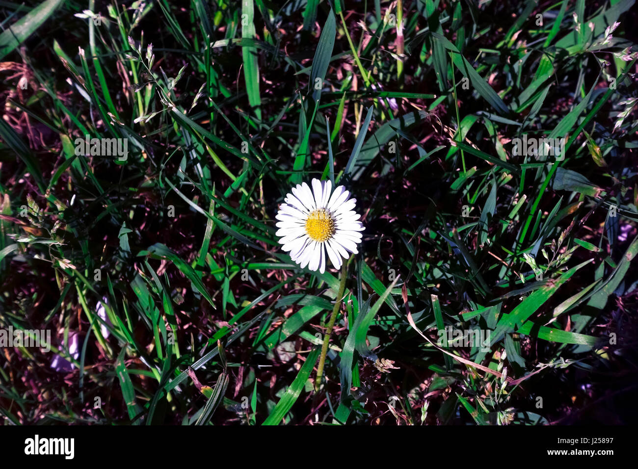 Un peu de blanc English daisy (Bellis perennis) en fleurs dans un pré. Banque D'Images