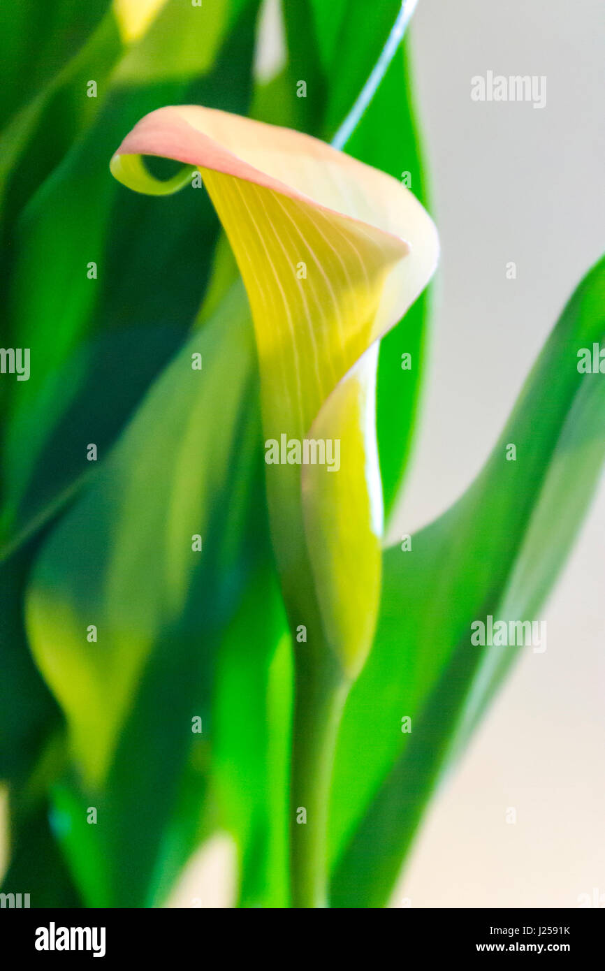 Calla Lily blanc et rose avec des feuilles vertes Banque D'Images