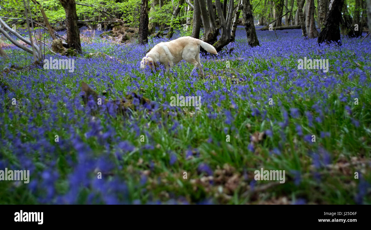 Un labrador chien marche entre un tapis de jacinthes dans un bois bluebell à Burwash, Sussex, Angleterre le 17 avril 2017. © John Voos Banque D'Images