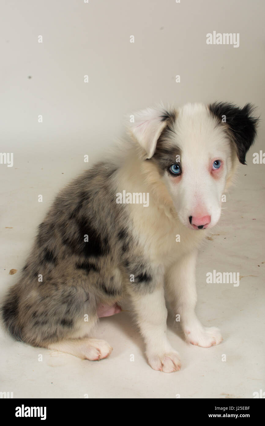 Un magnifique border collie bleu merle chien et chiot Banque D'Images