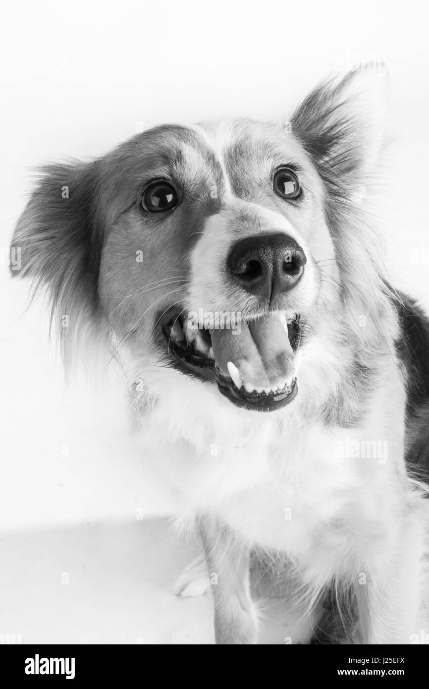 Un mignon petit chien border collie dans le studio Banque D'Images