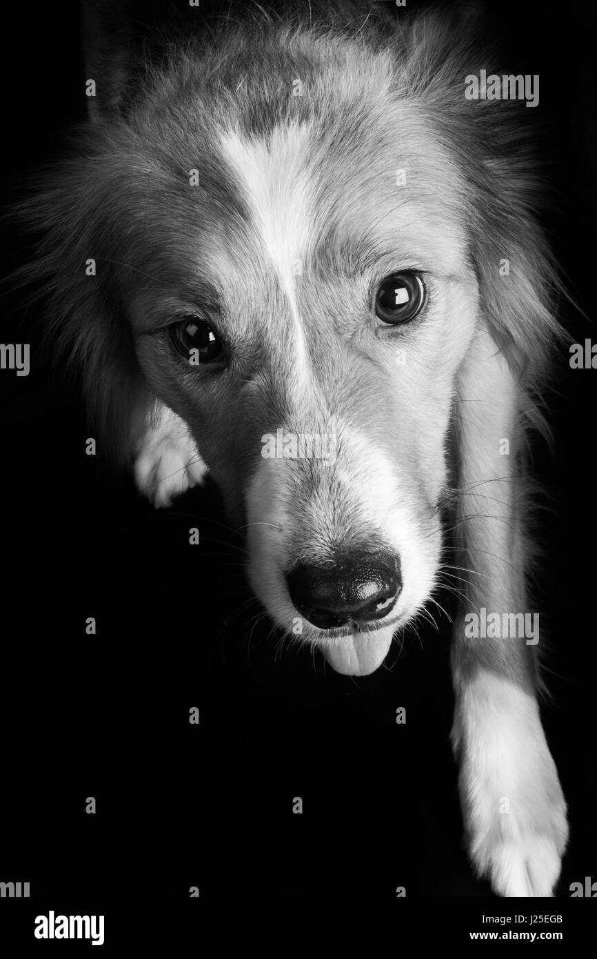 Un mignon petit chien border collie dans le studio Banque D'Images