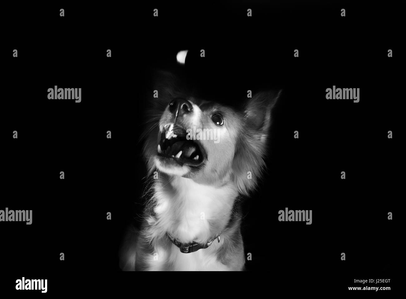 Un mignon petit chien border collie dans le studio Banque D'Images