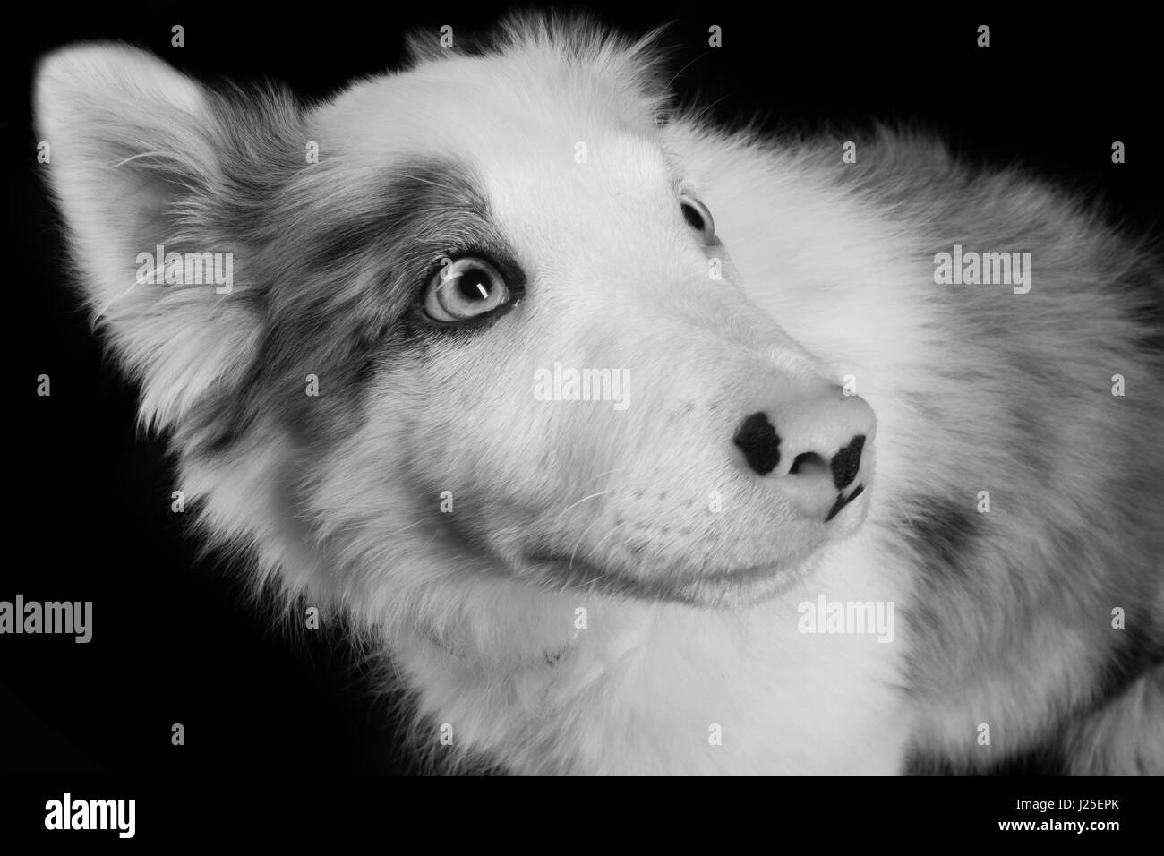 Un beau chien bleu merle ayant son photoshoot en studio Banque D'Images