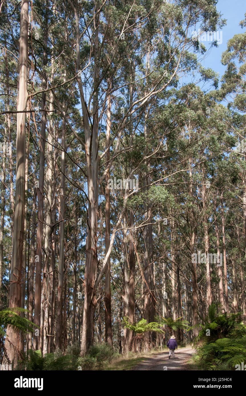 Forêt de sorbier à Mt St Leonard, Parc National de Yarra, Toolangi, Victoria, Australie Banque D'Images