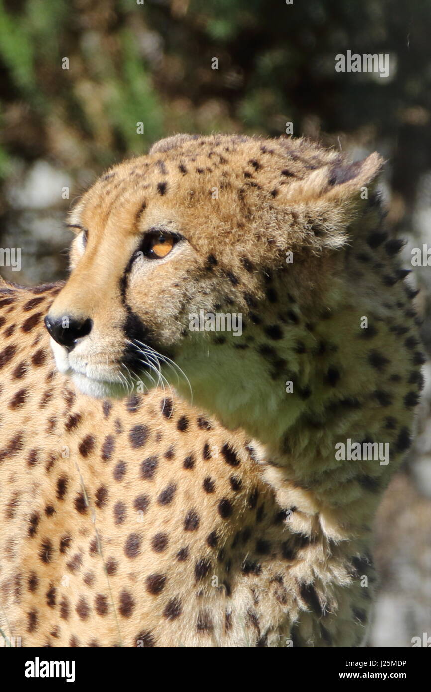 Le Guépard (Acinonyx jubatus ) à West Midlands Safari park, Royaume-Uni Banque D'Images
