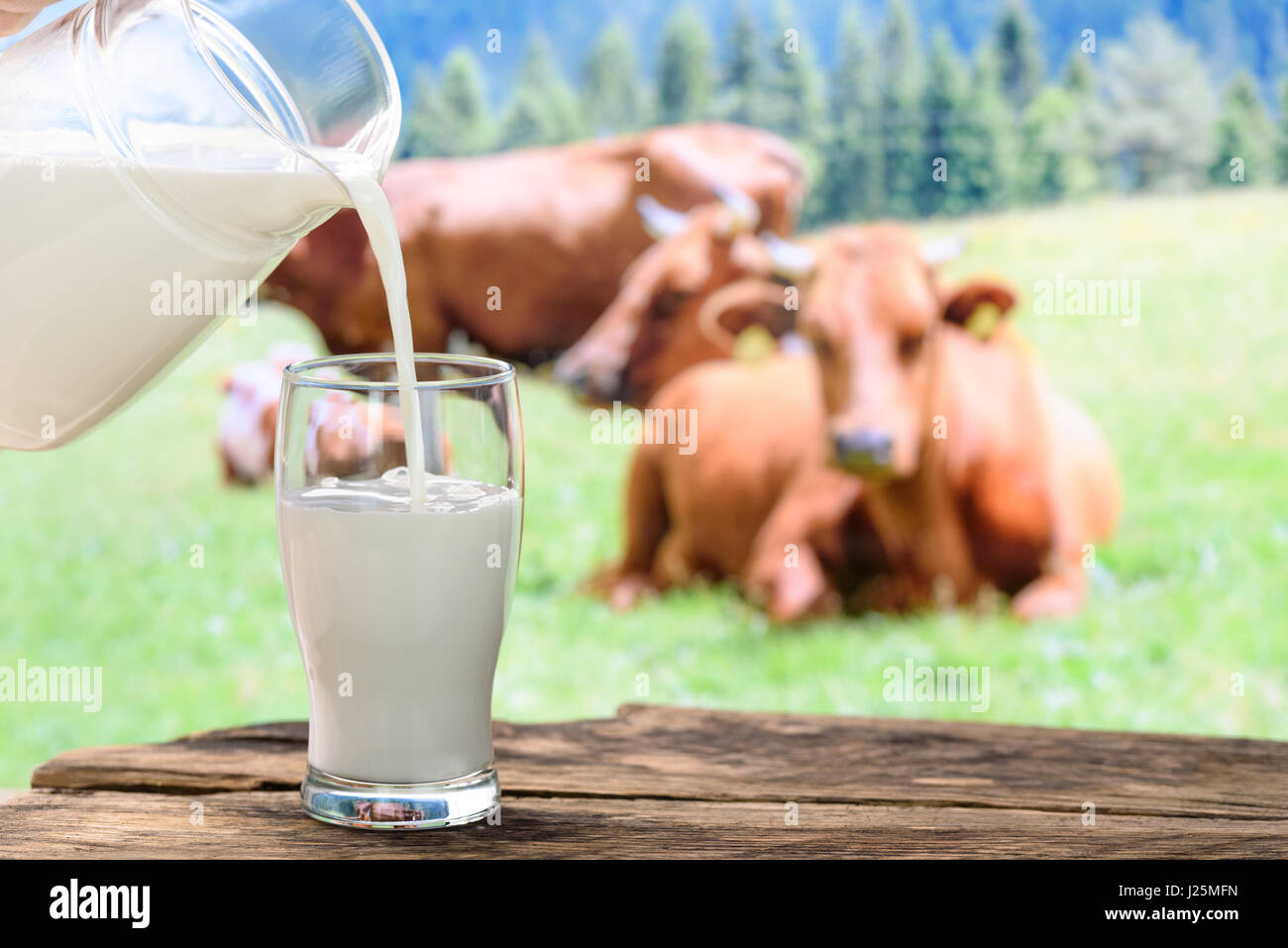 Verser le lait dans un verre sur un fond de pâturage avec des vaches Banque D'Images