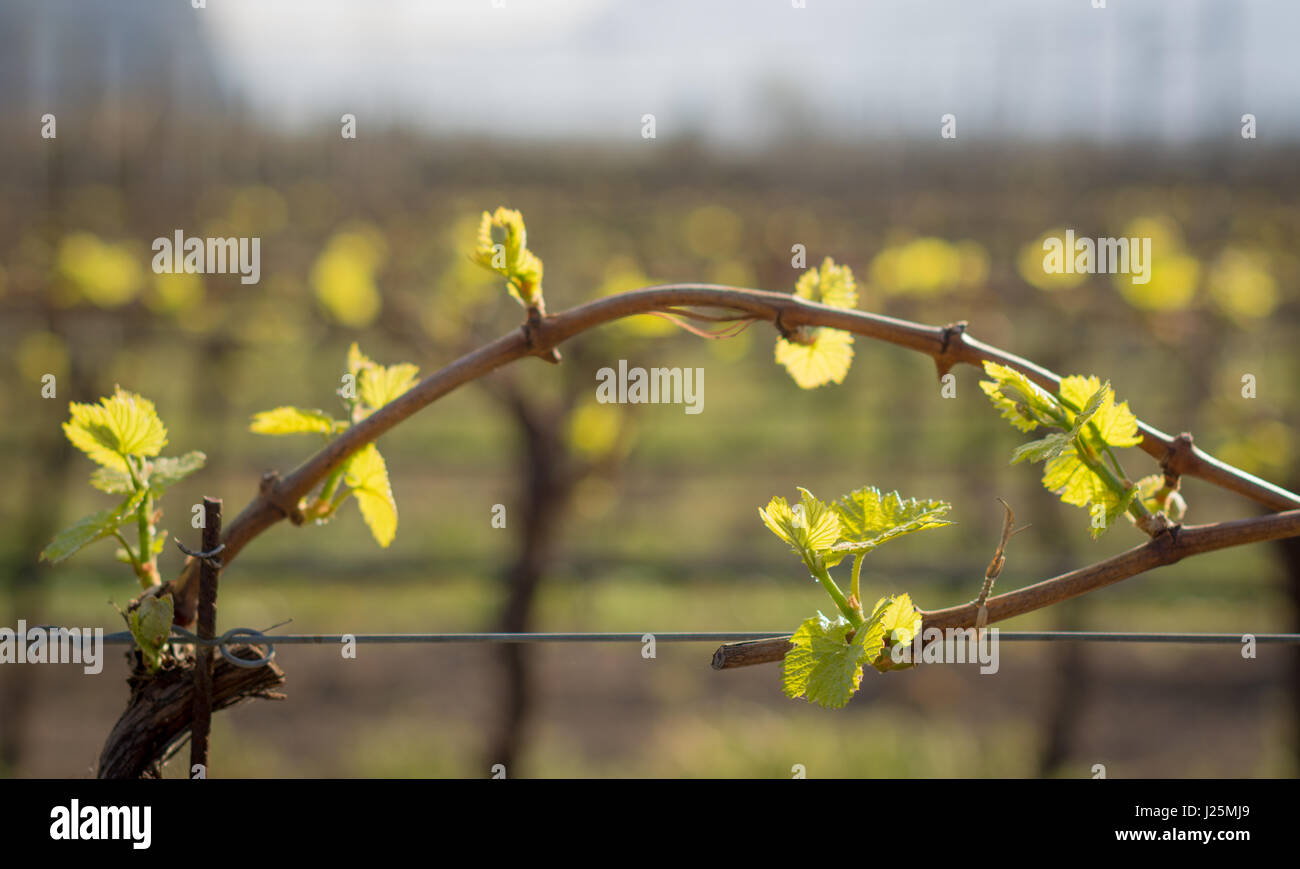 Les feuilles des arbres courbés en direction de campagne,. La vigne au printemps. La méthode de formation de vigne Guyot Banque D'Images