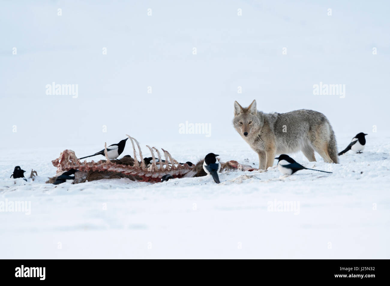 ( Kojote / Coyote Canis latrans ) en hiver, debout à côté d'une carcasse, probablement un loup tuer, de concert avec les pies en haute neige, Yellowstone NP, USA Banque D'Images
