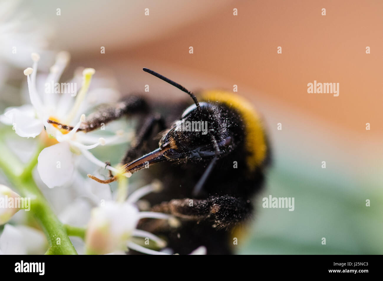 Close up de bumblebee en tenant un nectar de fleur blanche Banque D'Images