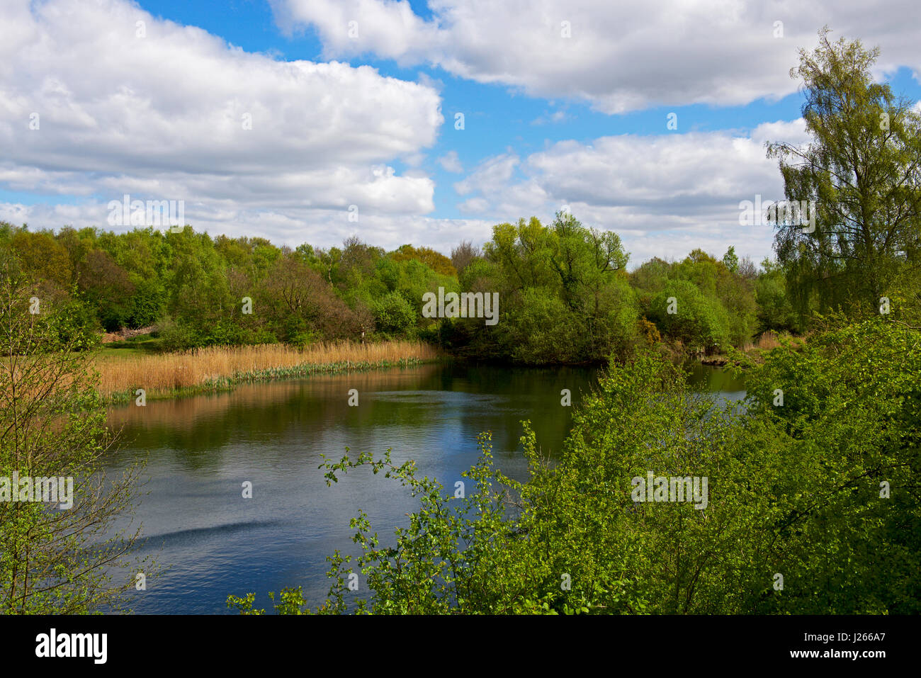 Une mèche Fingringhoe Wildlife Trust Essex Essex, Angleterre, Royaume-Uni Banque D'Images