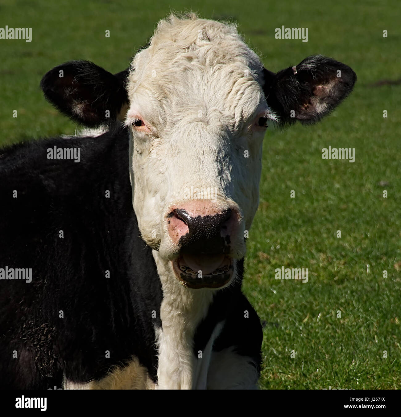 Vache avec bouche ouverte située au pâturage.hr Uk.Organic,le Nord du Pays de Galles,ferme,heureux animal. Banque D'Images