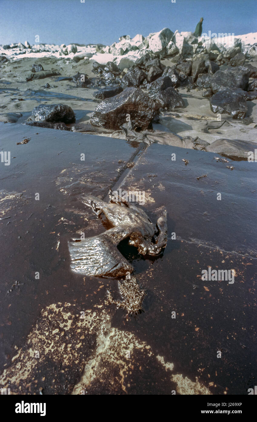 Un cormoran de Socotra disparition mort couvert de pétrole brut sur une plage imbibé d'huile après les forces iraquiennes intentionnellement détruit le stock d'huile et de raffineries Le 29 janvier 1991 près de Khafji Ville, l'Arabie Saoudite. La libération de pétrole brut et de la destruction de l'infrastructure pétrolière koweïtienne a été la stratégie de l'Iraq au cours de la première guerre du Golfe. Banque D'Images